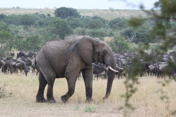 master big five 3